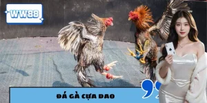 Đá gà cựa dao