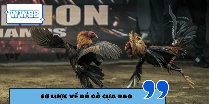 Sơ lược về đá gà cựa dao