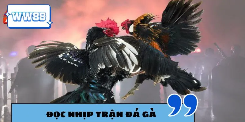 Người chơi cần chú ý đến nhịp trận khi cược đá gà WW88